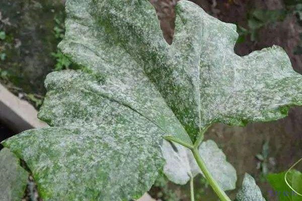 杀菌剂成分配方分析